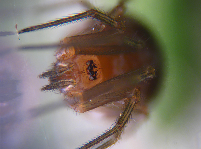 Steatoda triangulosa